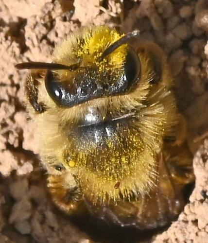 Andrena (livens-nigroolivacea)